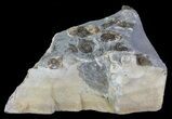 Ammonite Fossil Slab - Marston Magna Marble #63516-2